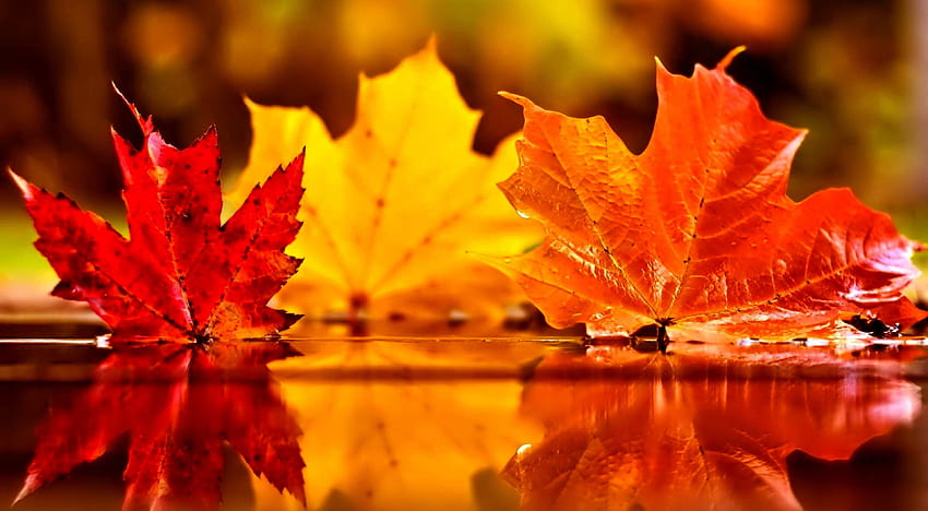 Fall Pumpkin and Screensavers 63 [3840x2112] for your , Mobile & Tablet, halloween and fall HD wallpaper