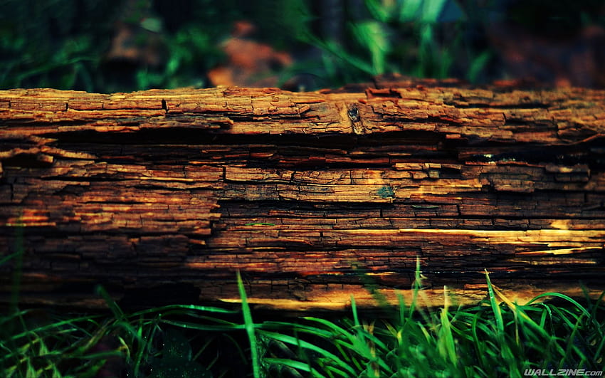 Decayed Tree Trunk HD wallpaper