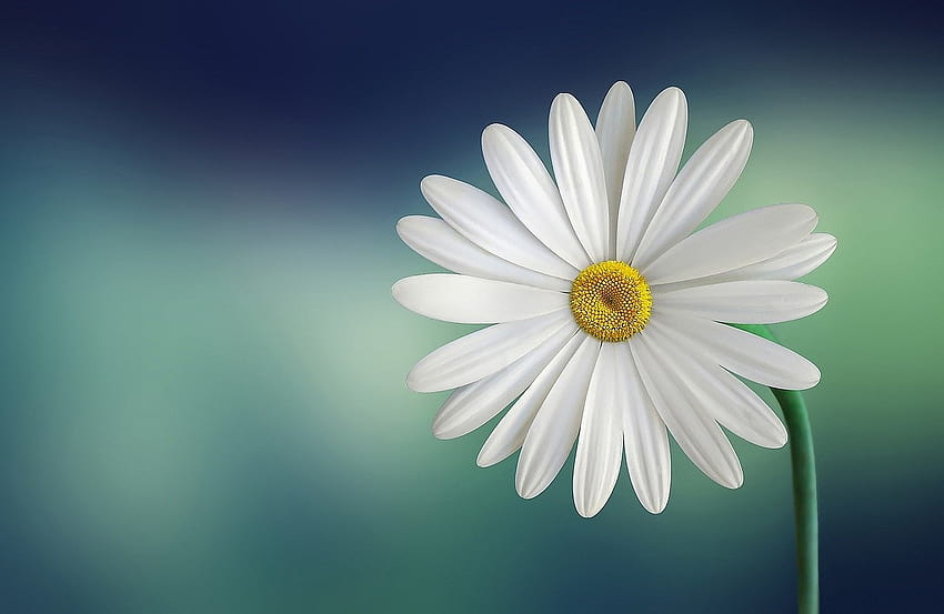 Margeriten-Gänseblümchenblume HD-Hintergrundbild