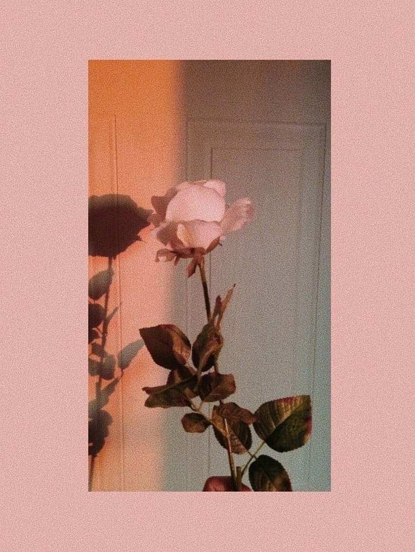 Rose Aesthetic Tumblr Pink Aesthetic, pink rose aesthetic HD phone wallpaper  | Pxfuel