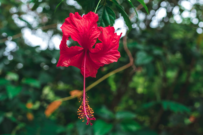 Selective Focus graphy of Red Hibiscus Flower · Stock HD wallpaper