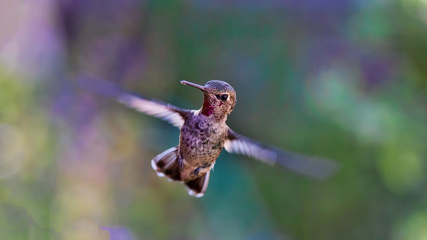 ID: 278714 / un gros plan d'un colibri brun clair battant des ailes en vol, colibri en vol, battement d'ailes Fond d'écran HD