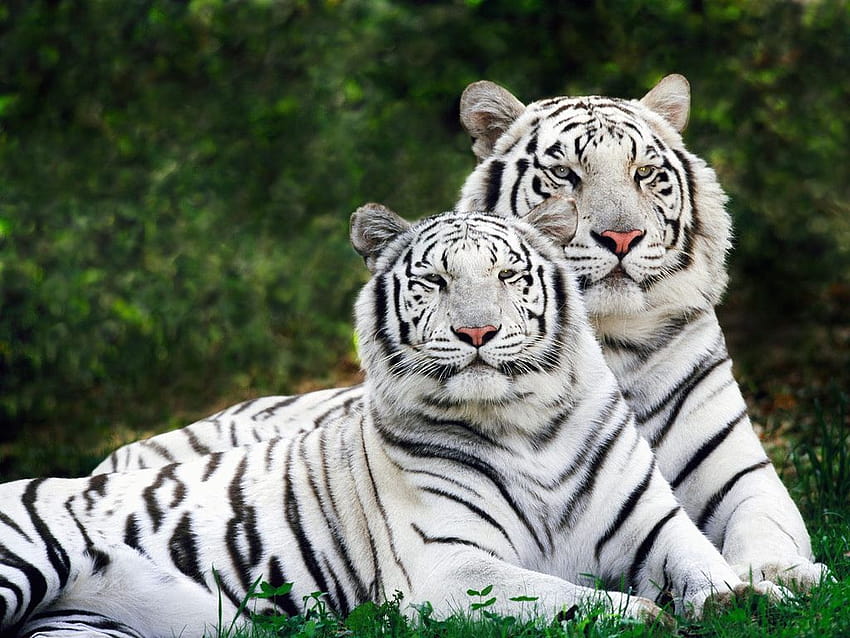 50 Gambar Harimau Putih Terbaik, macan putih siliwangi HD-Hintergrundbild