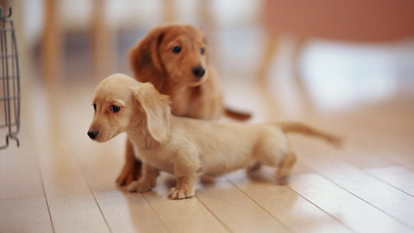 5 Cute Dachshund, spring dachshund puppies HD wallpaper
