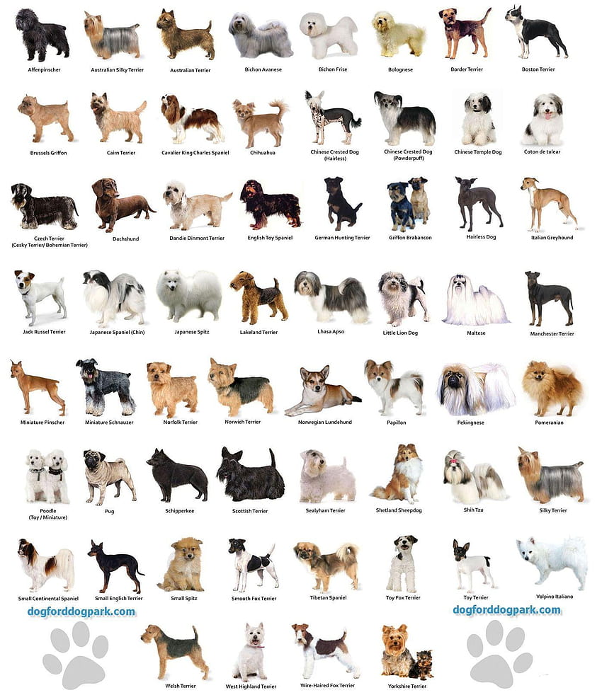 Tabela ras małych psów Tapeta na telefon HD