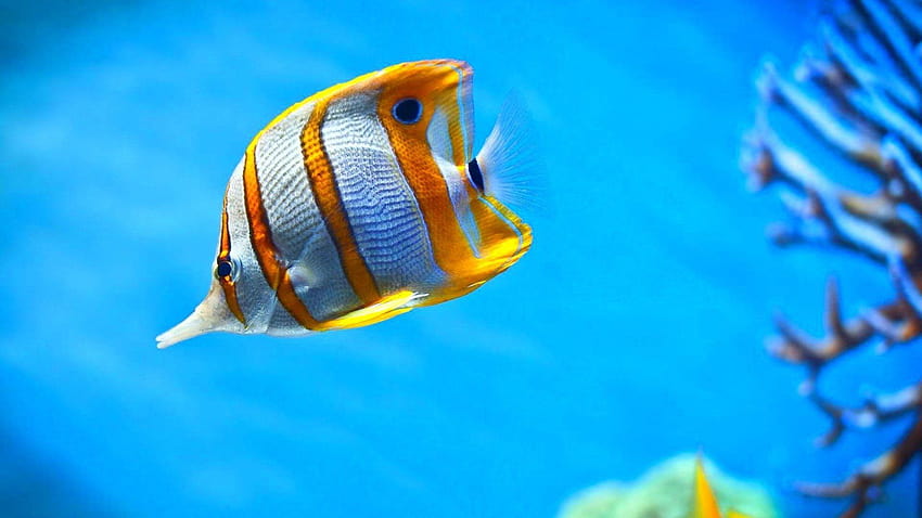 ปลา: ปลา มหาสมุทร ใต้น้ำ ธรรมชาติ ทะเล สัตว์ทะเล ปลา ปลาทะเล วอลล์เปเปอร์ HD