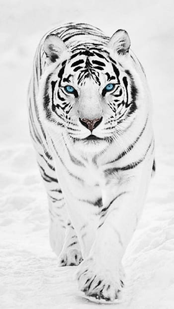 Tiger AMOLED 8K UHD Wallpaper