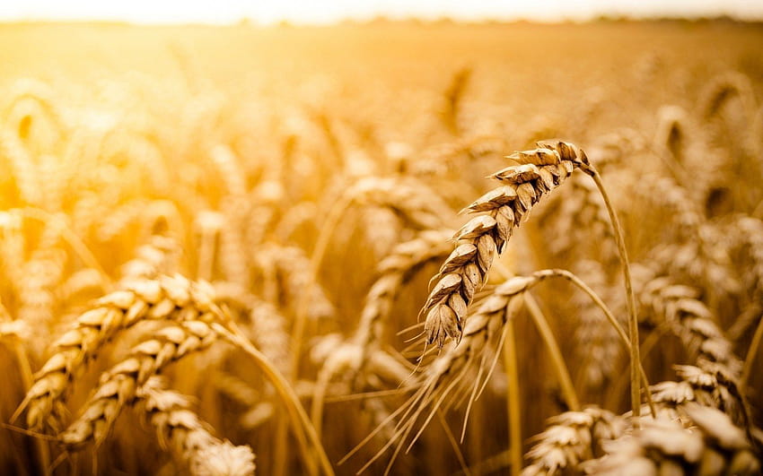 Wheat Field Golden Sun Nature, sun wheat fields HD wallpaper