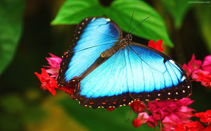 Blue Morpho Butterfly 20752, morpho butterflies HD wallpaper