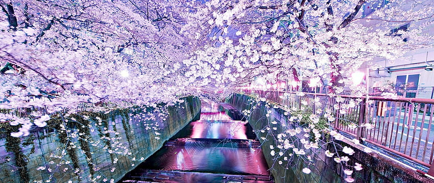 : flowers, graphy, cherry blossom, ultra wide, spring, flower, plant 2560x1080, ultra wide spring HD wallpaper