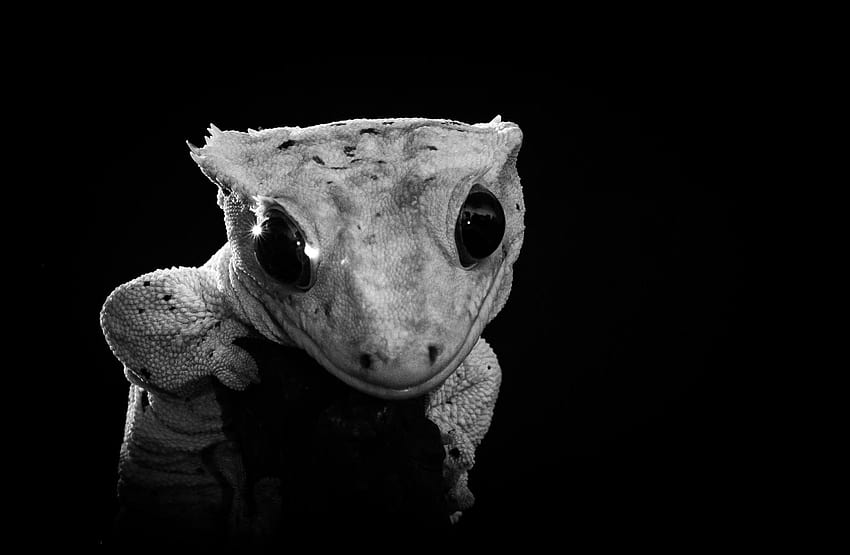 : face, eyes, night, sculpture, skull, head, backlight, crested gecko HD wallpaper