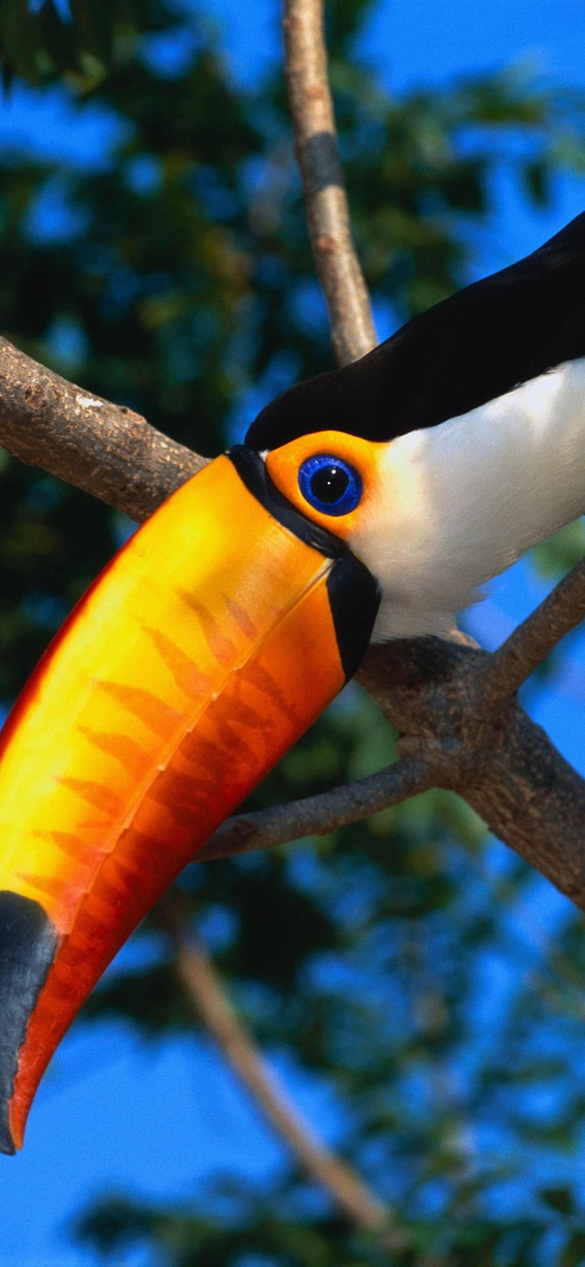 Toucan, bird, beak, tree 1242x2688 iPhone XS Max, toucan bird HD phone wallpaper