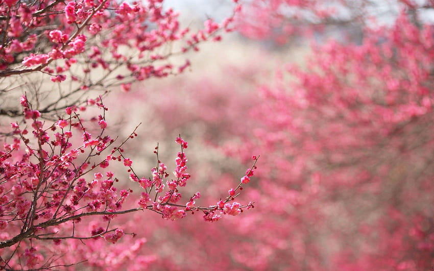 Cherry Blossom T , Backgrounds, pink sakura tree HD wallpaper
