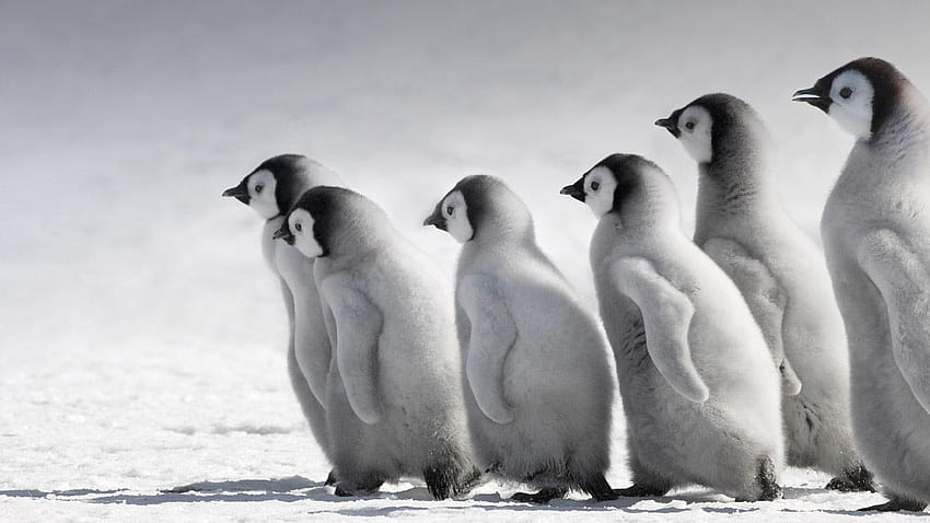 Displaying Emperor Penguin Baby on Animal Society, baby penguins HD wallpaper