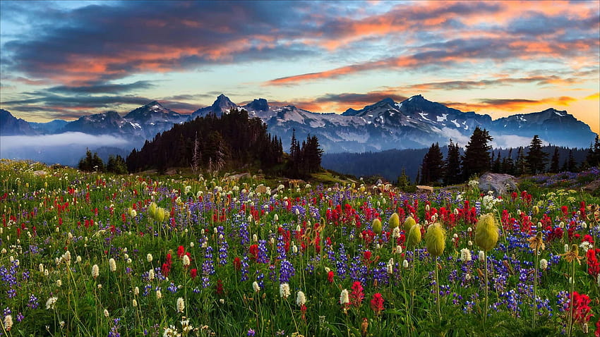Колко далеч е националният парк Mount Rainier от Seattle Mount, национален парк HD тапет