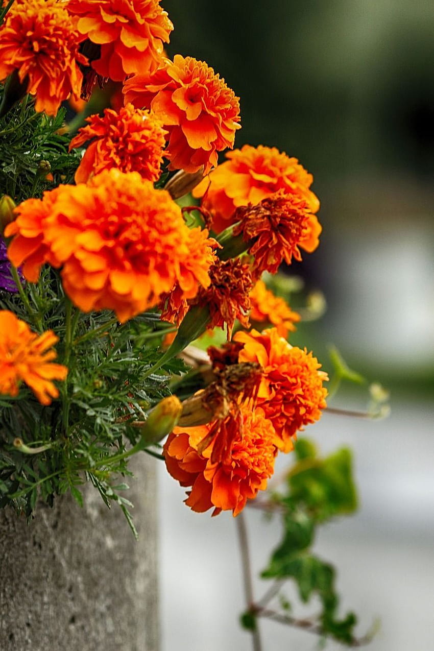 Hermosa flor de naranja para móvil, flor de equinácea fondo de pantalla del teléfono