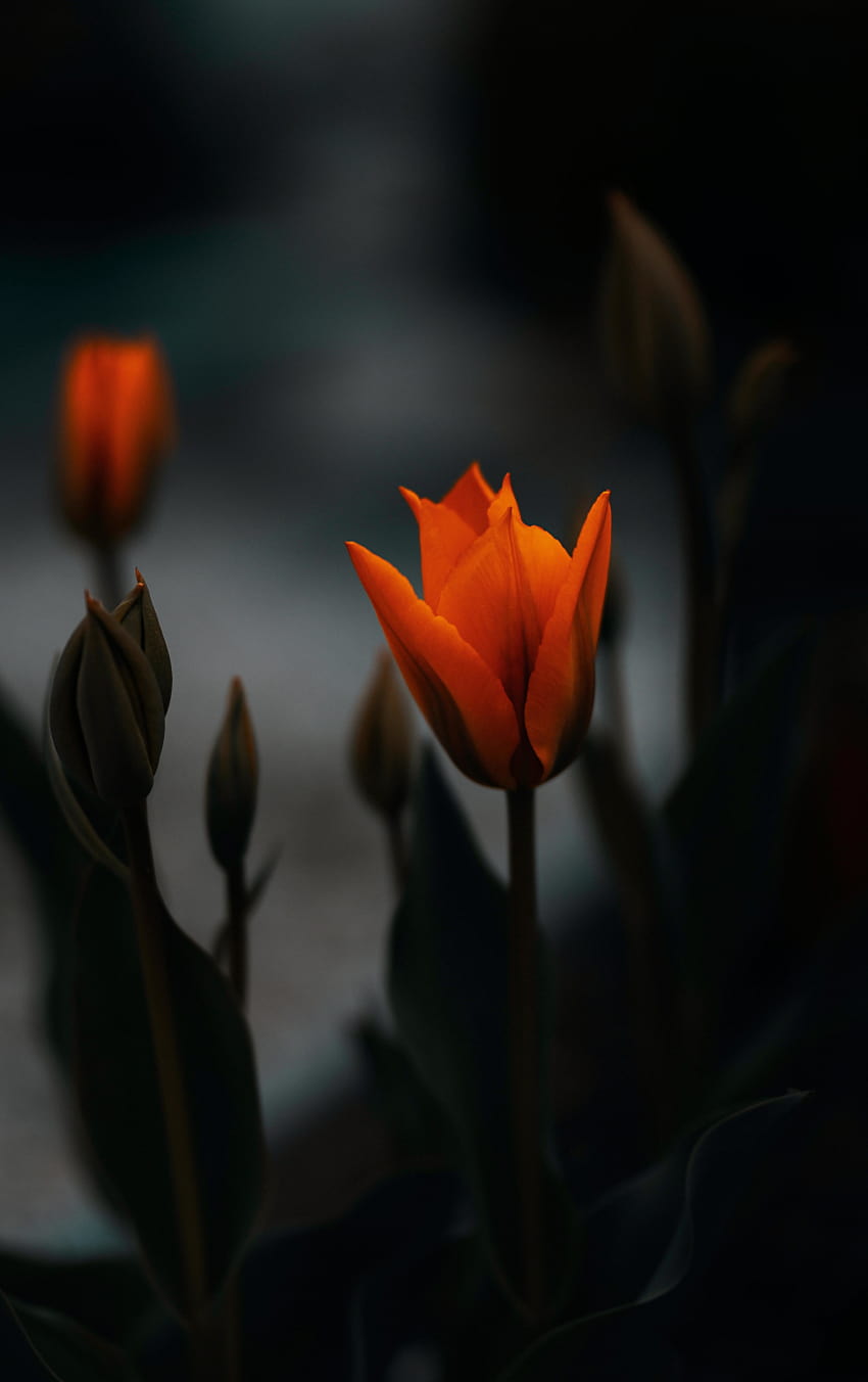 tulipe, fleur d'oranger, portrait 840x1336 , iphone 5, iphone 5s, iphone 5c, ipod touch, 840x1336 , Contexte, 27081, iphone tulipe sombre Fond d'écran de téléphone HD