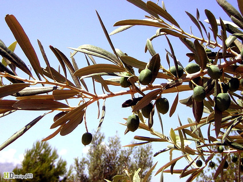 Olive Tree Canada [1200x900 HD wallpaper