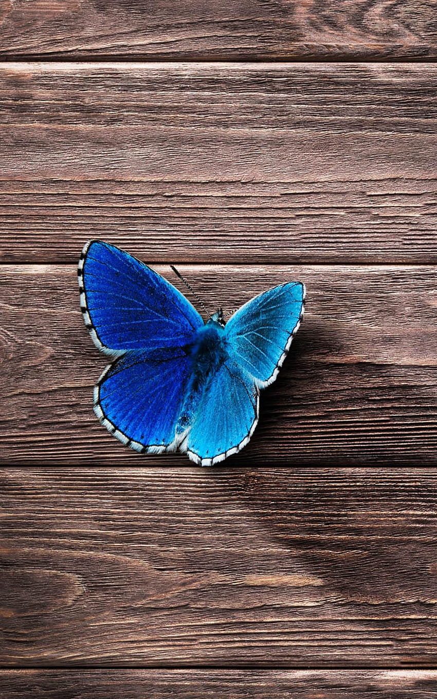 Beautiful Blue Butterfly Pure Ultra Mobile, beautiful mobile HD phone wallpaper