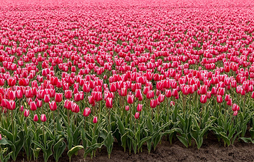 Field, flowers, spring, tulips, pink, buds, a lot, Holland ...