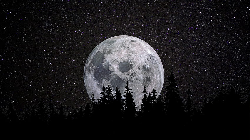 Full moon , Forest, Night, Dark, Starry sky, , Nature HD wallpaper