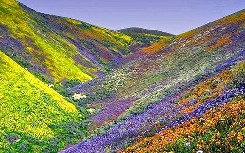 Flowers Valley, valley of flowers HD wallpaper | Pxfuel