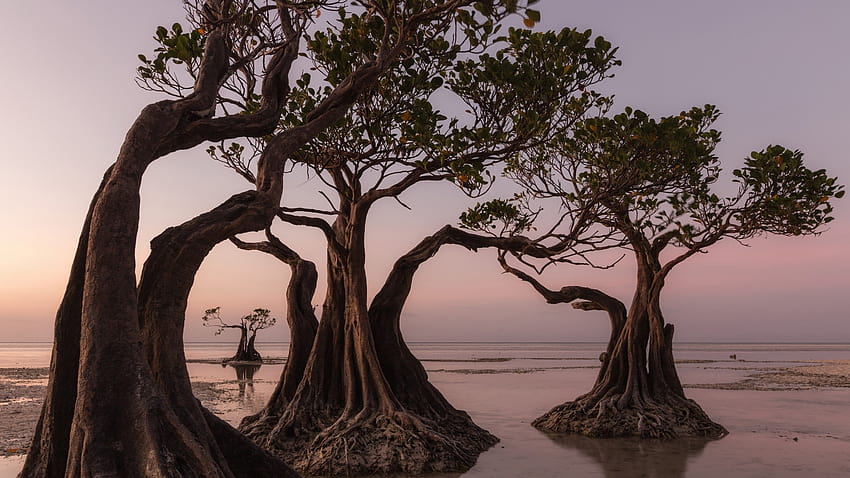 Мангрови дървета на плажа Walakiri по време на залез слънце, остров Сумба, Източна Нуса Тенгара, Индонезия, остров HD тапет