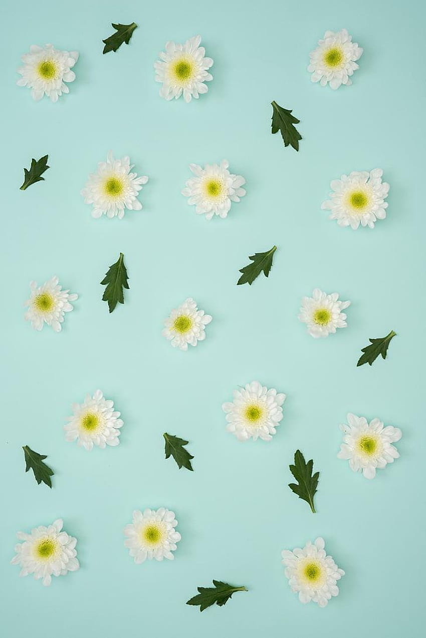 : artificial white flowers, chamomile, leaves, minimal flower HD phone wallpaper