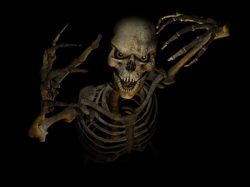 4 Funny Skeleton, skeletal HD wallpaper