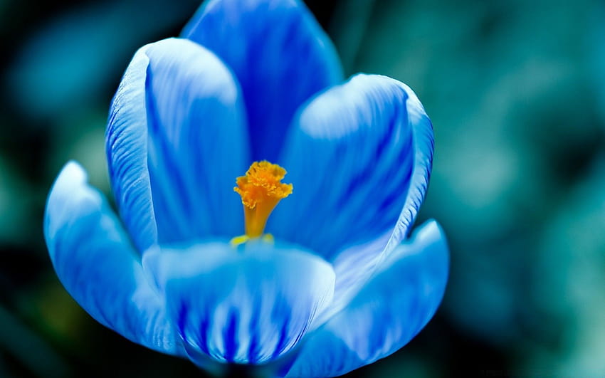 цветя от син минзухар HD тапет