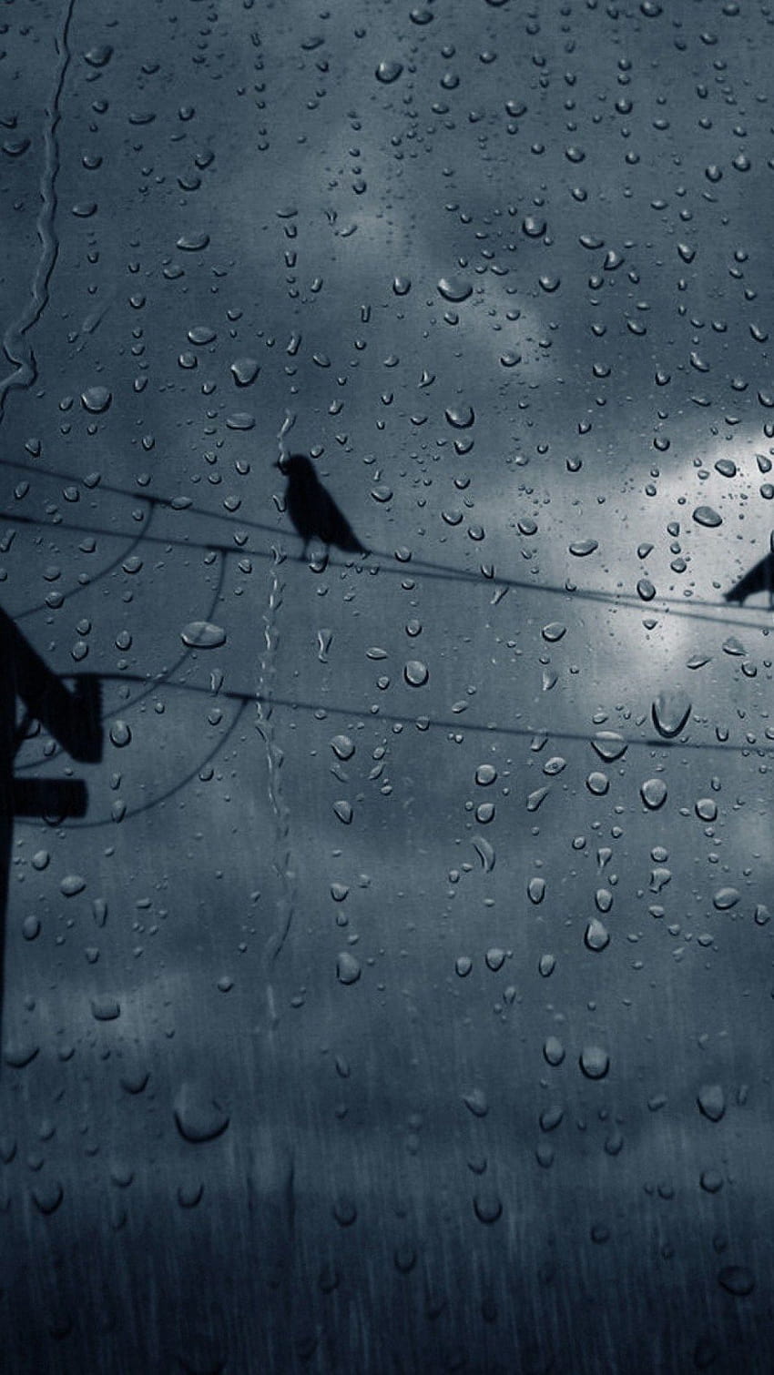 Rainy Day on Dog, beautiful rain mobile HD phone wallpaper