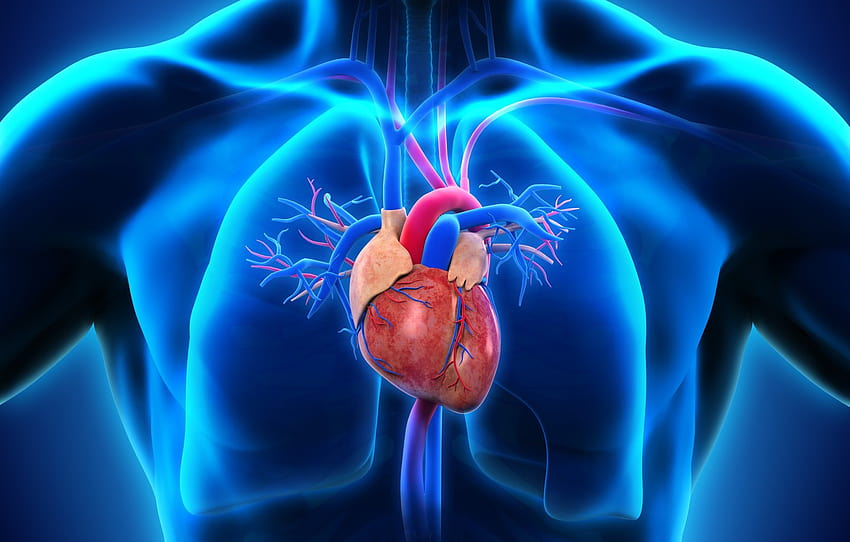 4 Medicine, medical heart HD wallpaper