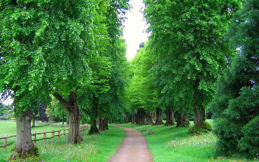 Fence, For Smart Pnone,england, Trees Natural, Park, green park HD wallpaper