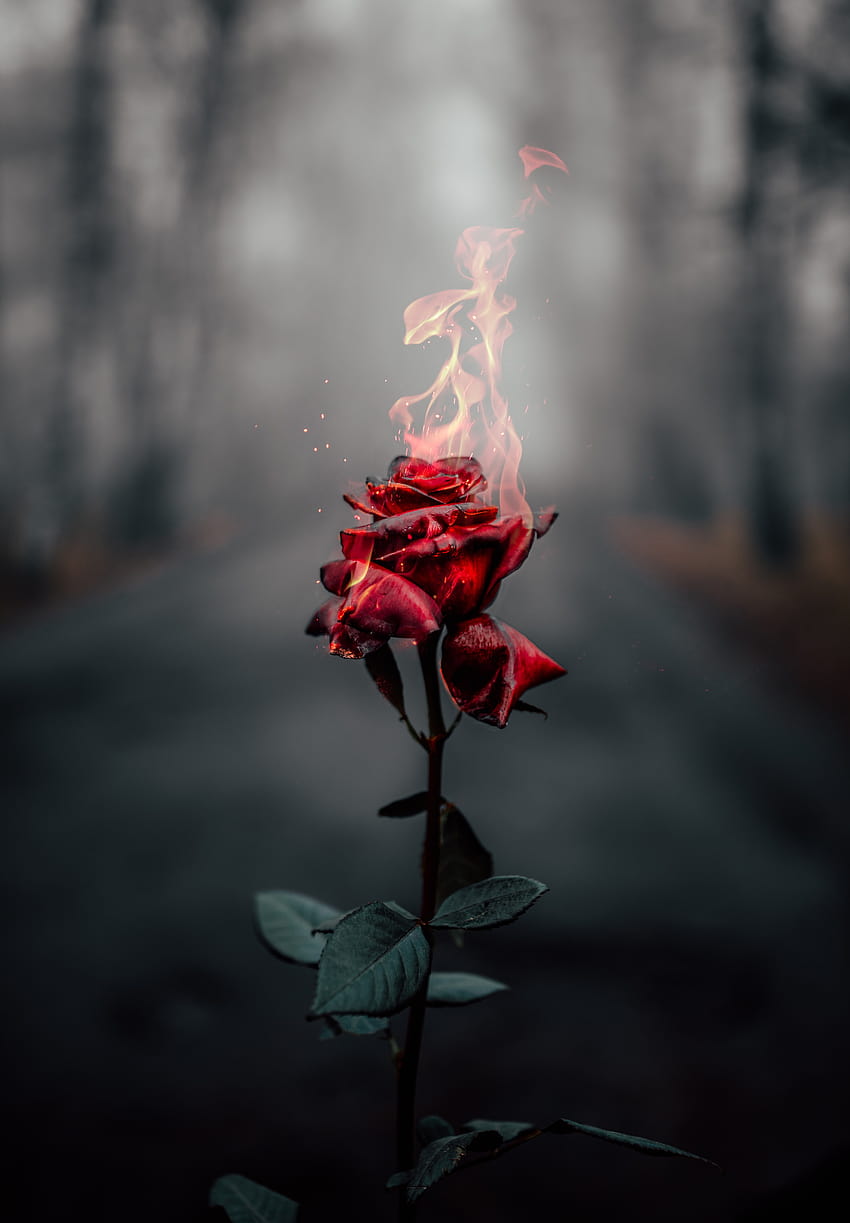 Rose flower , Fire, Burning, Dark, Flowers, flower on fire HD phone wallpaper
