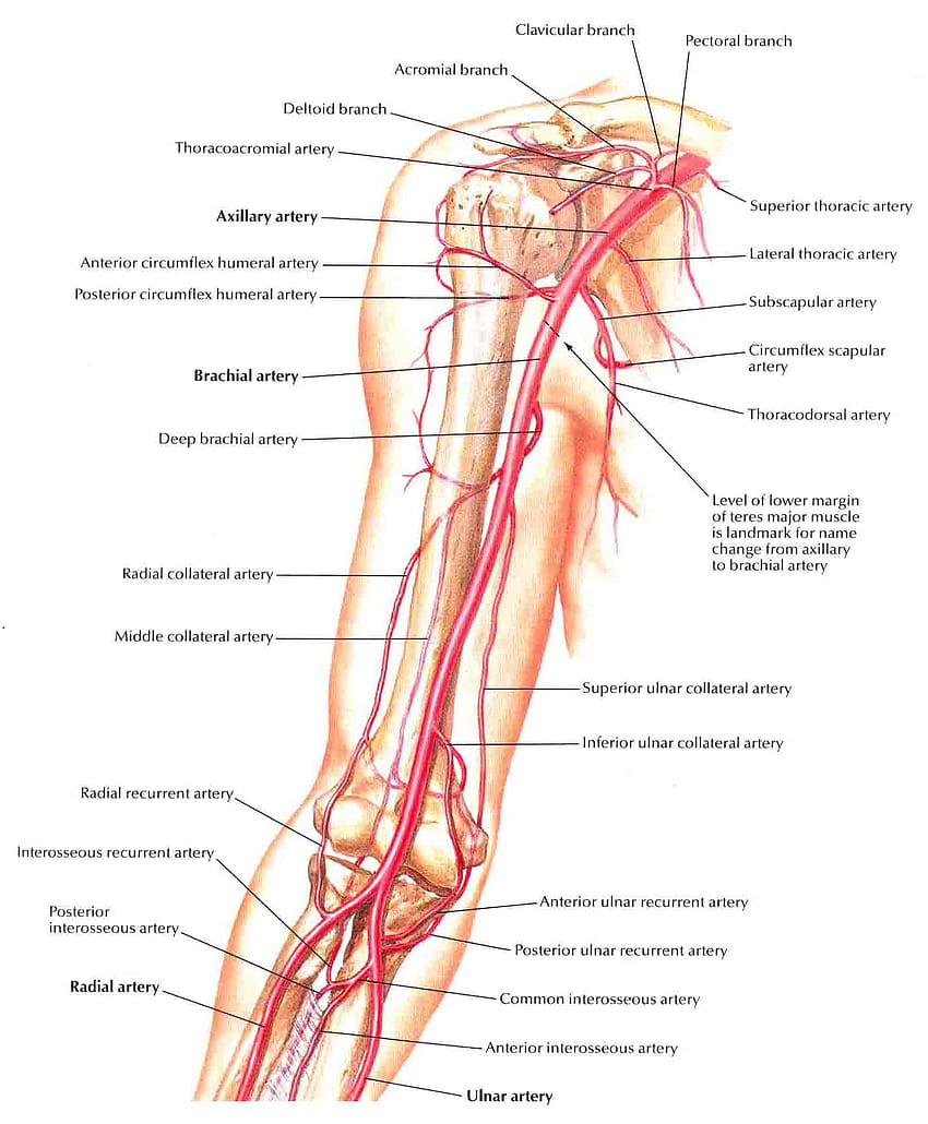 5. Arterial structure, artery HD phone wallpaper