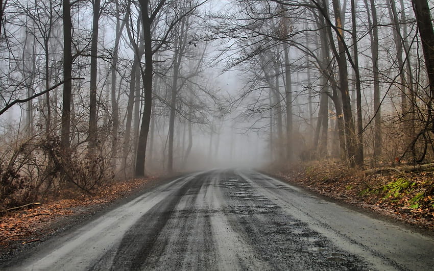 Mysterious Forest Road & Foggy, Waldwegnebel HD-Hintergrundbild