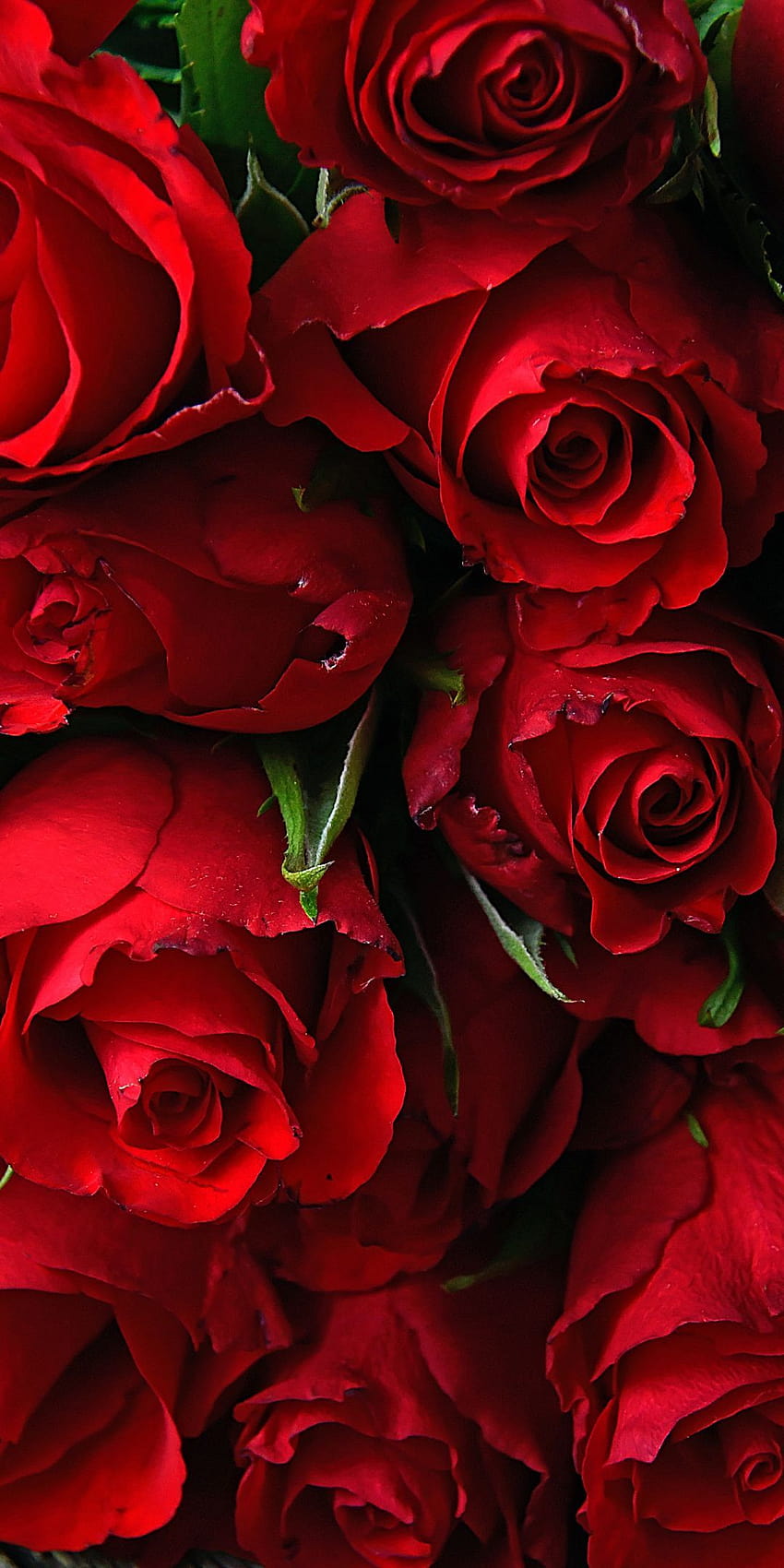 Rosa, fresca, fiori rossi, 1080x2160 ...pinterest, fiore Sfondo del telefono HD