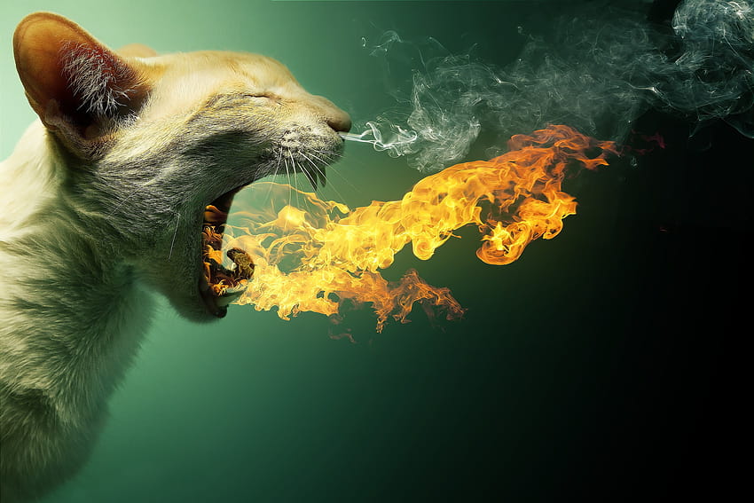 animals, Fire, Cat / and Mobile Backgrounds, fire cats HD wallpaper