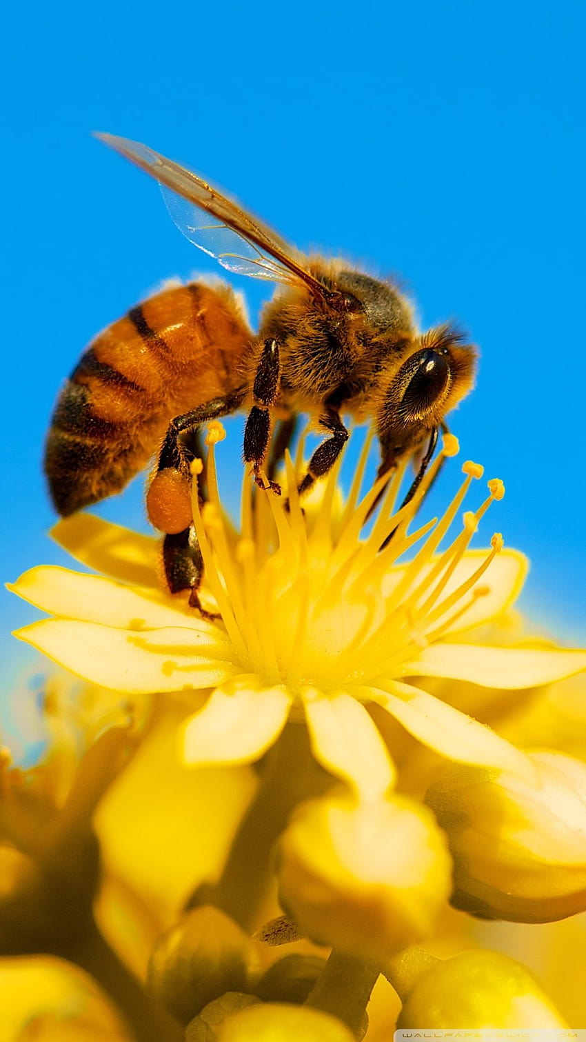 ミツバチ、黄色い花、青空ウルトラ背景、ミツバチ電話 HD電話の壁紙