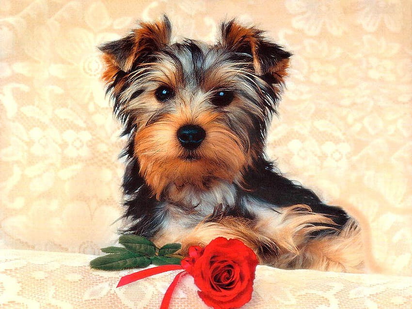 Cute Dog, dogs and owners HD wallpaper