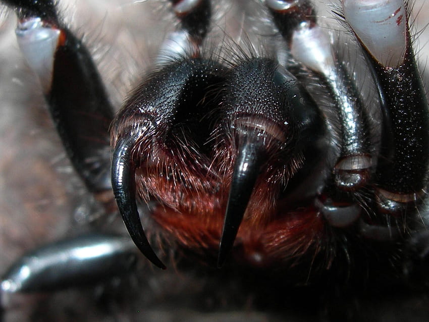 spider, Closeup, Fangs, Scary, Face, Spiders / and Mobile Backgrounds, scary spiders HD wallpaper