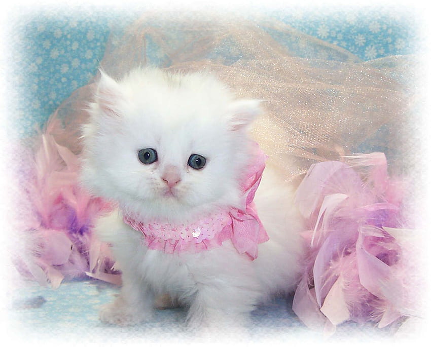 ลูกแมวน่ารักที่สุด, แมวน้อยน่ารัก ...pinterest, แมวน้อยน่ารัก วอลล์เปเปอร์ HD