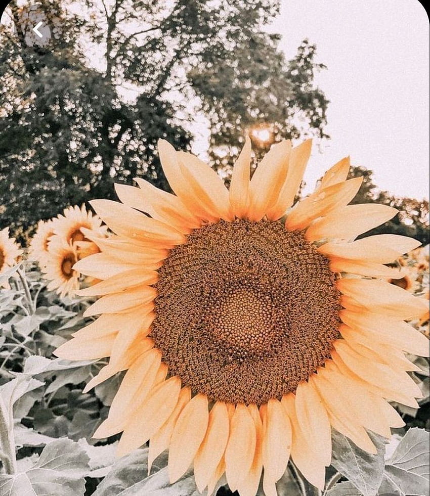 Sunflower Aesthetic Collage Hd Phone Wallpaper Pxfuel