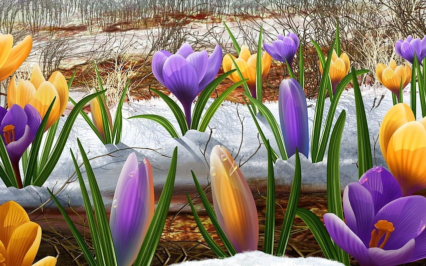 Lila Krokusblüten, Schneeglöckchen, Lila, Frühling, Schneeglöckchen und Krokusse HD-Hintergrundbild