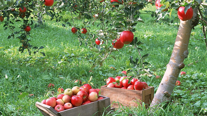 7 Macieira, jardim de frutas papel de parede HD