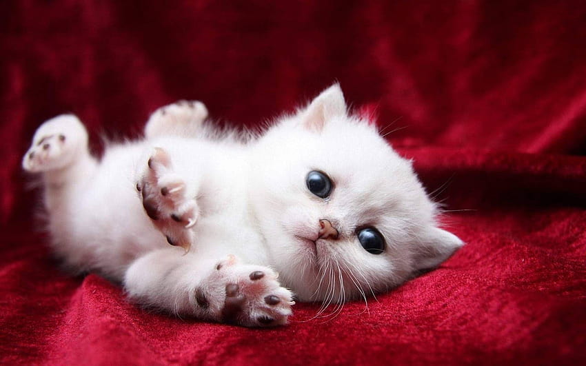 Really Cute Cats And Kittens White Cute Kitten ..., fairy kittens HD wallpaper