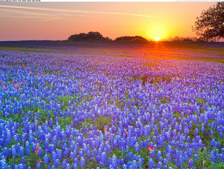 5 Texas Country Landscape, texas landscape winter HD wallpaper