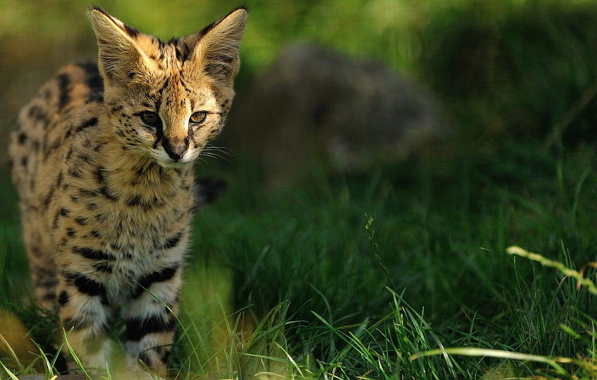 grass, kitty, ears, wild cat, Serval , section кошки, savannah cat HD wallpaper