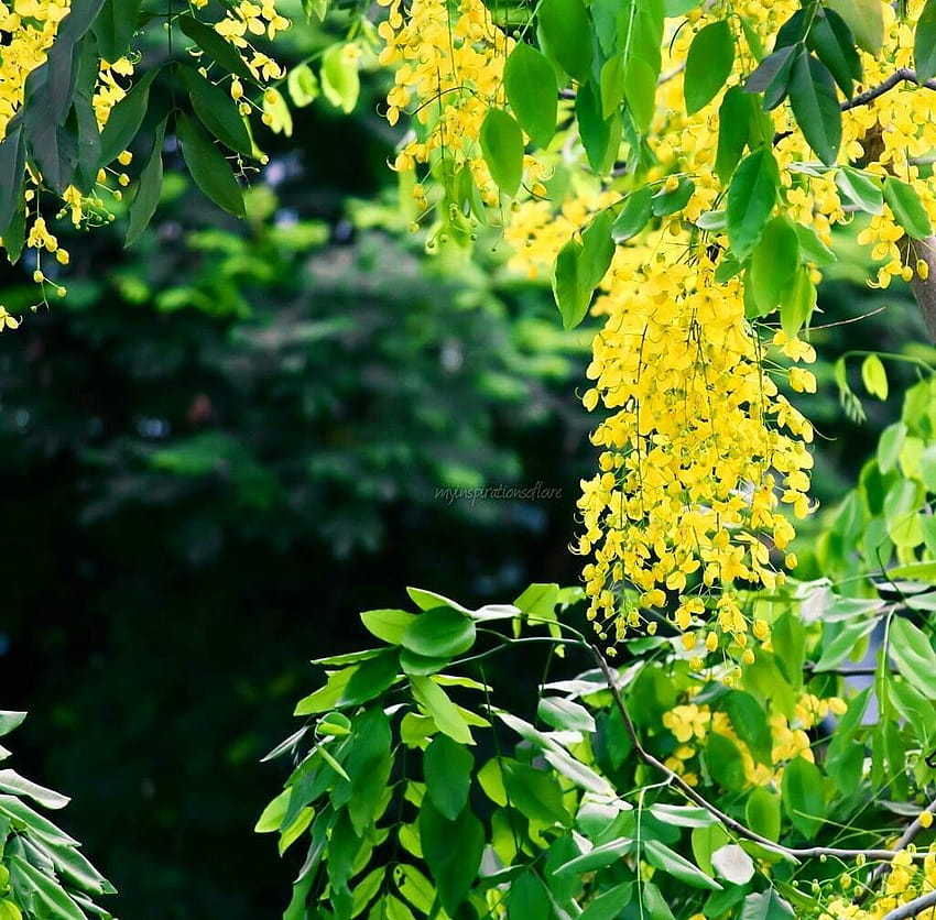 Kanikonna in singapore!!! This state flower of kerala has its importance in the celebration of the festival Vishu. Popularly…, kanikkonna HD wallpaper