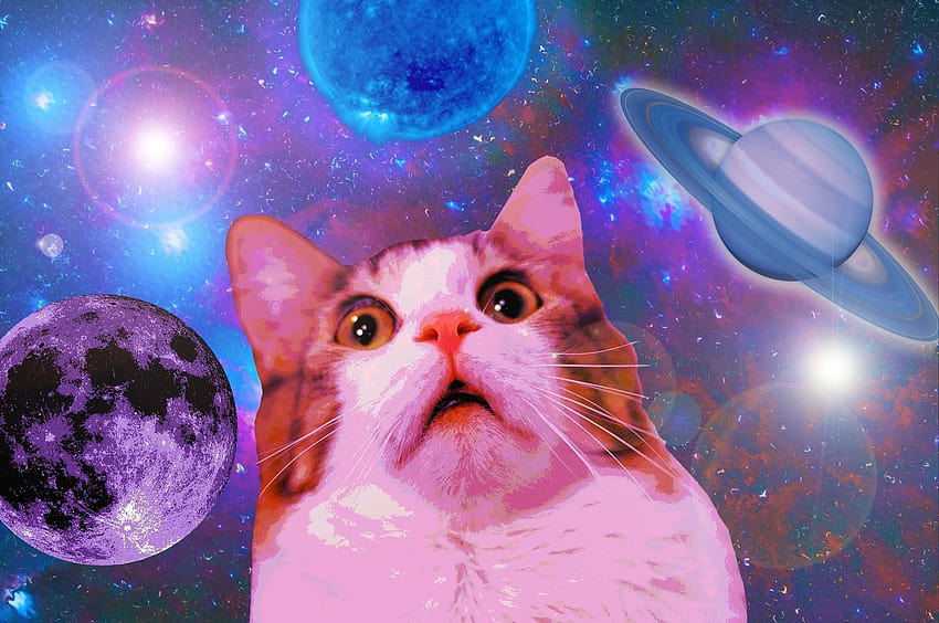 Cats in Space on Dog, weird cat HD wallpaper